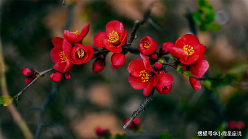 海棠花繁殖秘籍，轻松掌握！