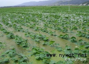 莲藕种植过程中，如何科学管理水分和施肥