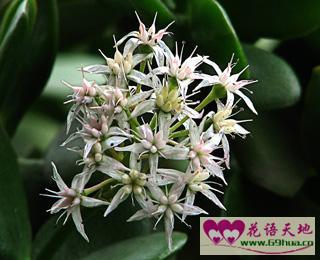 青锁龙寓意吉祥，栽培技术复杂吗
