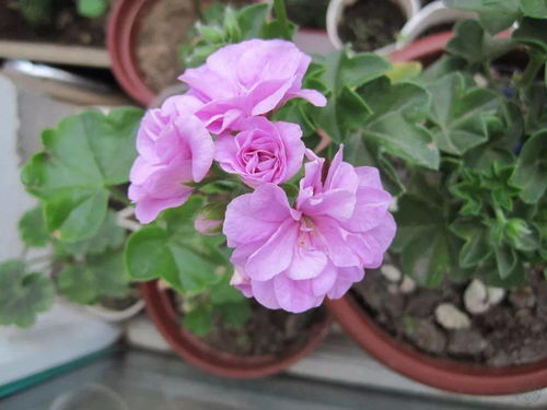 避雨措施， 盆栽地栽各有所需