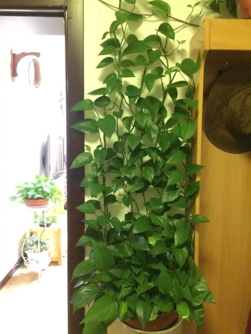 绿萝蔫了软趴趴，是爬墙好还是吊起来梗适合？