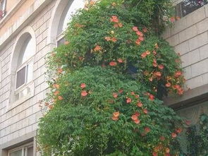 美国凌霄的盛开花期