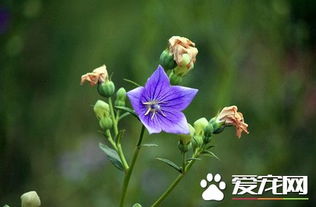 土壤pH值， 得刚刚好