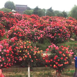 南阳月季的辉煌历史