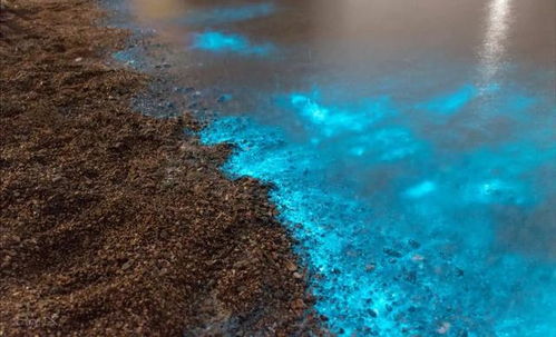 金边六月雪的神秘象征和风水影响力具体体现在哪些方面