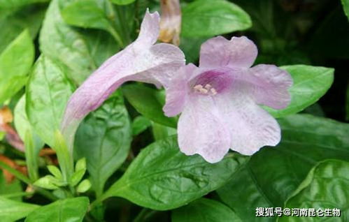 板蓝根病虫害防治技术中，如何有效运用生物防治方法来降低病虫害发生率