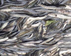 除了饲料，鱼还会吃哪些天然食物？