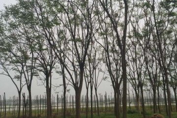 种植地点的选择