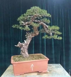 盆景制作入门宝典在哪找？新手技巧分享