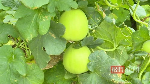 “东方蜜甜瓜种植技术中，如何实现甜瓜高产栽培全流程的优化管理