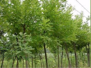 浇水与施肥：白蜡树生长的关键！