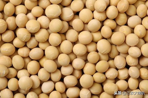 桂春1601大豆品种，高产抗病