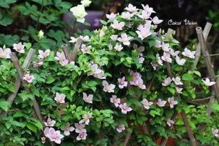 宿根花卉与一年生草花，各有千秋