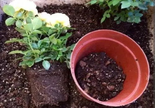 养分缺失怎么办？