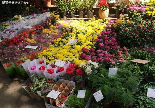 所yi在买花之前，一定要了解清楚花卉的习性