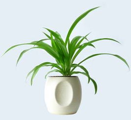 植物， 大自然的净化器