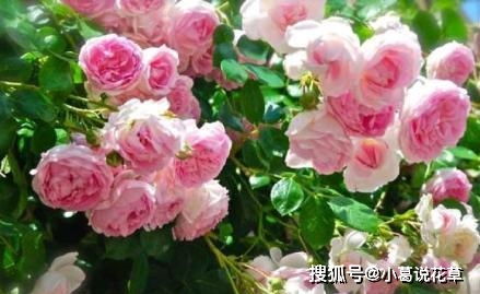 朱丽叶月季：优雅大方，抗病少