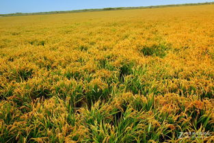 三大作死操作（新手千万别学！）