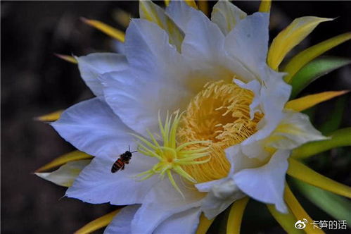 七月花开农村景， 抗旱美丽两不误