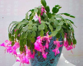 10种常见花卉养护技巧