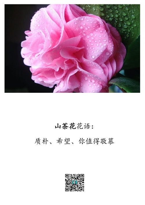 以什么花的花语是深情，能否推荐一种花语深情的花