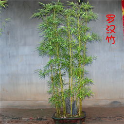 竹子的日常养护