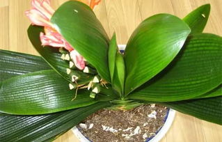 君子兰花期有多长？一般能开多久