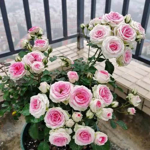 盆栽月季新宠：双鱼座阳台， 四季开花，美若玫瑰