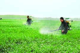 小麦“一喷三防”大揭秘