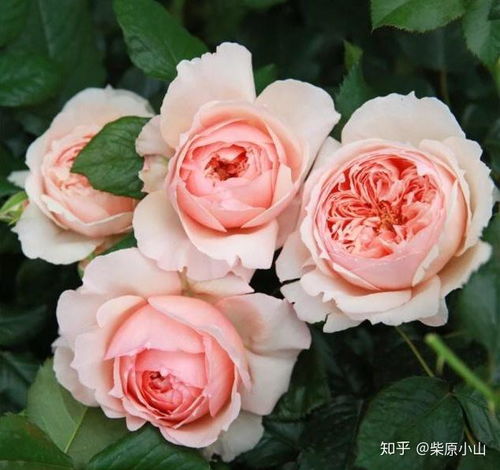 适合在什么季节种植？