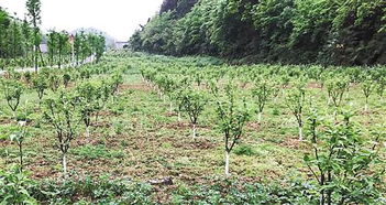 重庆彭水：油茶果变“金果果”，助力脱贫致富新路径