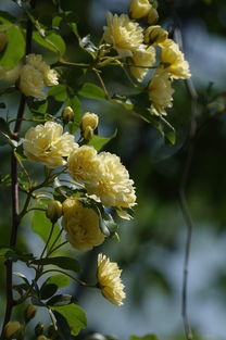木香花花语揭秘：战争之殇与爱情俘虏