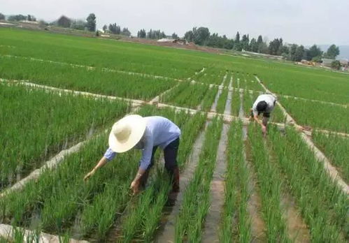 草甘膦：除草小Neng手