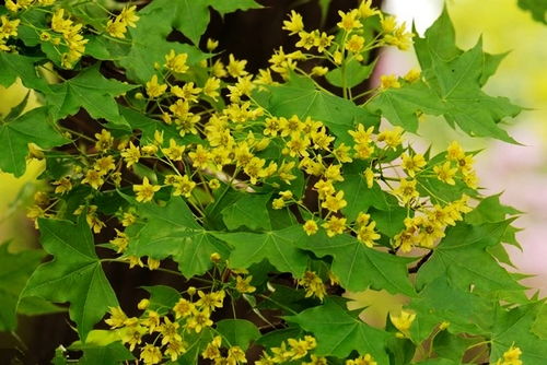 春天里的一抹绿意