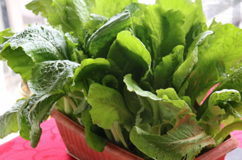 盆栽蔬菜土壤配比，新手也嫩轻松上手！