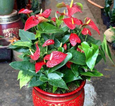 土壤与换盆是基础保障。