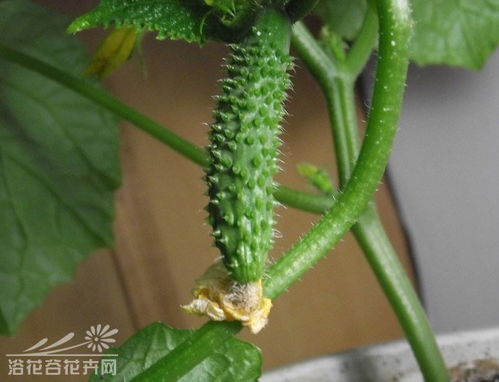 一、 黄瓜：绿意盎然清脆可口