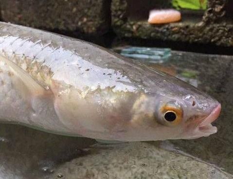 冠陇鲻鱼，一种生活在我国南海的淡水鱼类