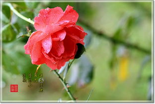 立秋后月季花的调养之道