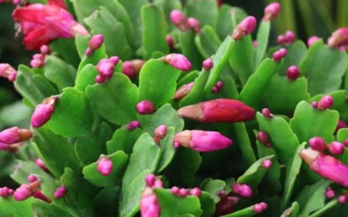 芙蓉花苞不开花的原因探究