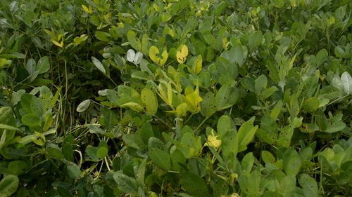 花生控旺， 原来是这个意思