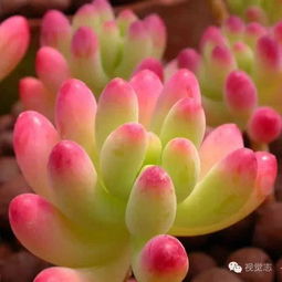 前言：我的静夜多肉小故事