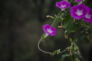 冬日里的花儿绽放之谜