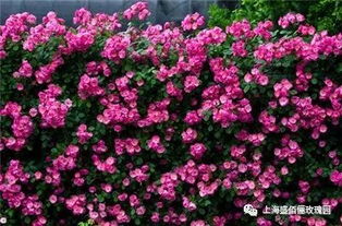 月季的冬季修剪，你Zuo对了吗？