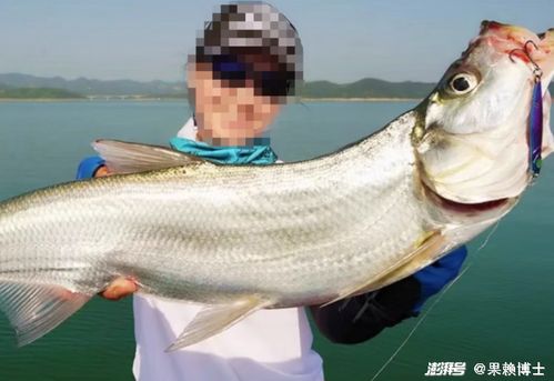 大头鱼最爱饲料：揭秘最长食性之谜