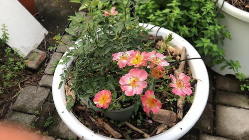 月季的生活习性及养护要点