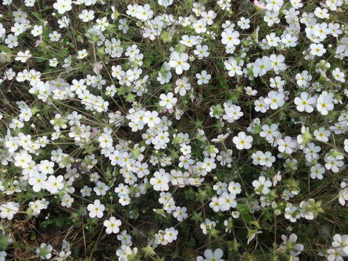 繁缕， 恶性杂草，但也有开花的本事