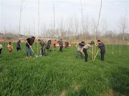 植树造林：绿色的梦想与行动