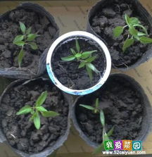 原因四：播种太浅或太深