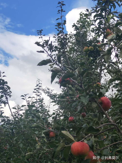 苹果成熟时间是什么时候？不同品种的成熟时间一样吗